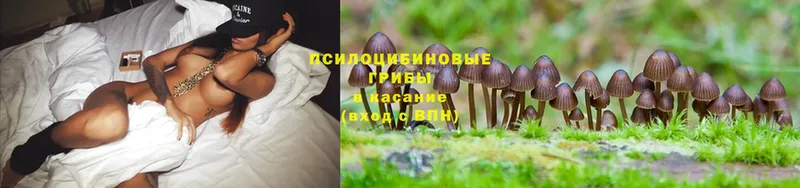 Псилоцибиновые грибы Psilocybe  Балабаново 